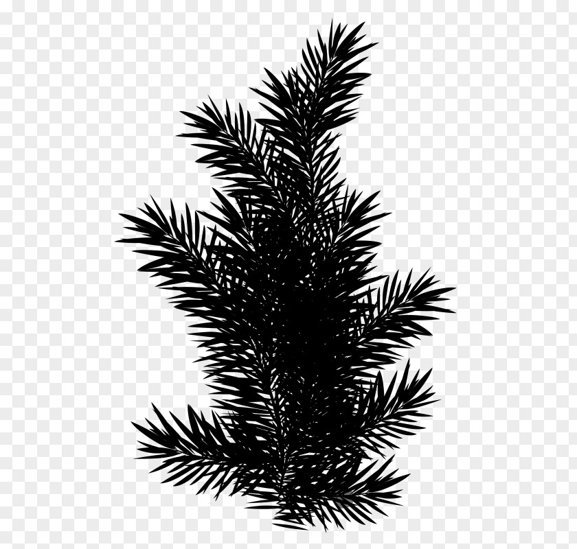 Clip Art English Yew Image PNG