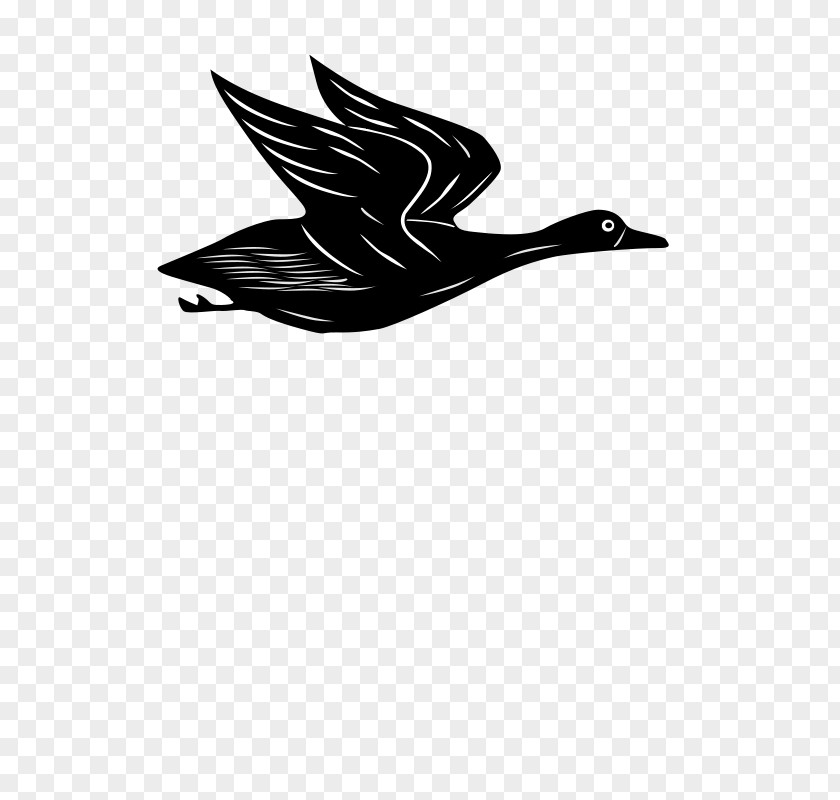 DUCK FLYING Goose Duck Drawing Clip Art PNG
