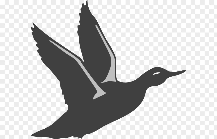 Duck Silhouette Cliparts American Pekin Mallard Flight Bird PNG