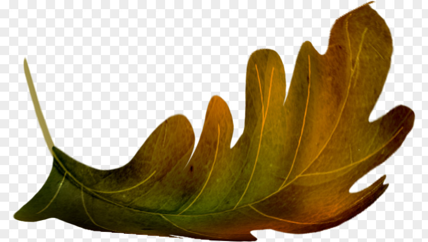 Leaf Oak Clip Art PNG