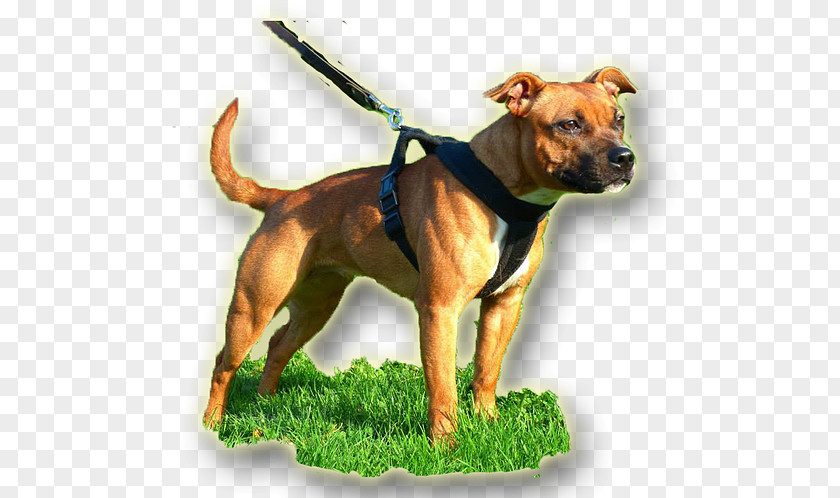 American Pit Bull Terrier Dog Breed Staffordshire PNG