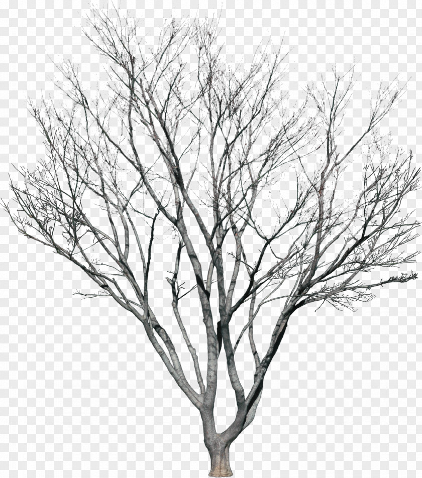 Bushes Tree Plant Photography PNG