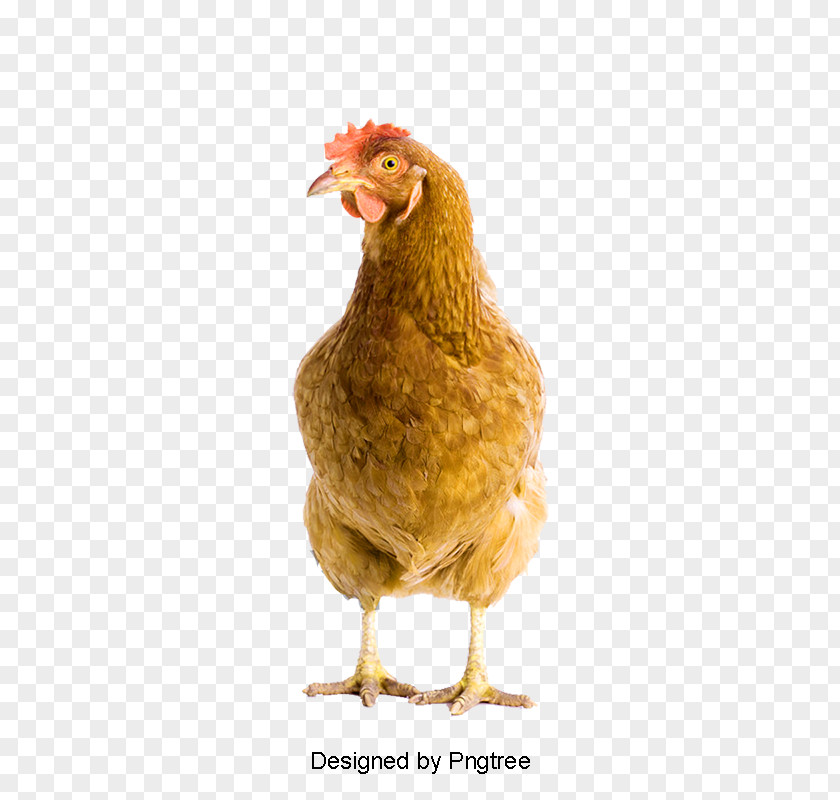 Chicken Rooster Image Psd PNG
