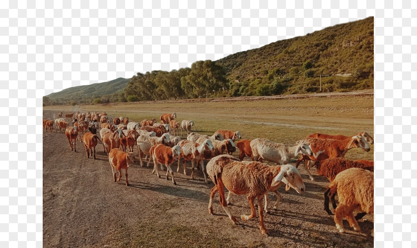 Herder Livestock Herd Herding Ecoregion Pasture Steppe PNG