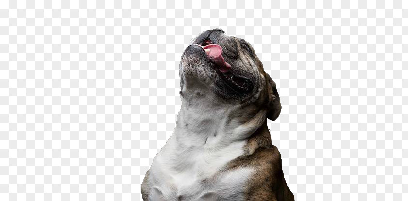 His Head And Tongue Of Dog Stock Photo Pug Breed PNG