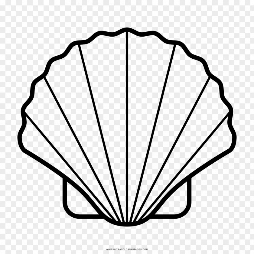 Sea Seashell Drawing Wind Wave PNG