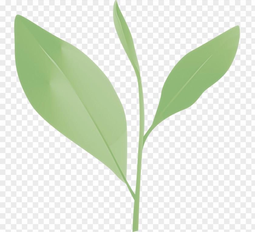 Tea Leaves Leaf Spring PNG
