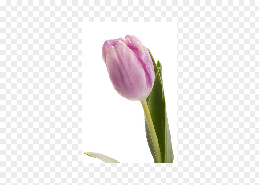 Tulip Fit Flovers Ru Purple Petal Plant Stem PNG
