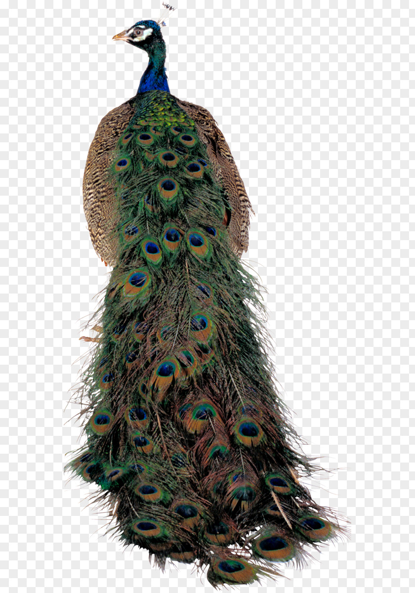 Bird Pavo Asiatic Peafowl Feather Clip Art PNG