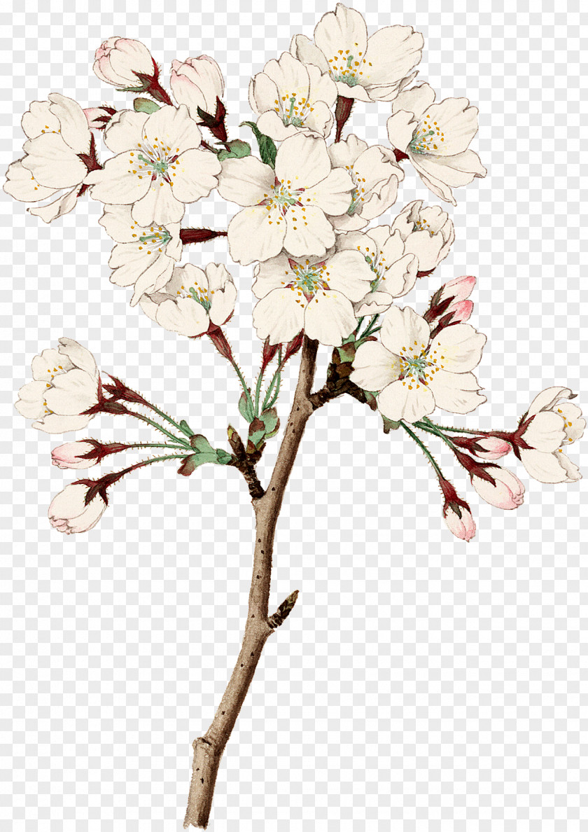 Cherry Blossom Floral Design Cut Flowers PNG