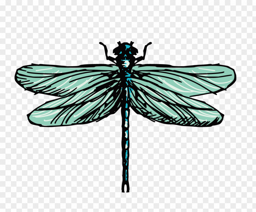 Dragonfly Drawing Illustration PNG