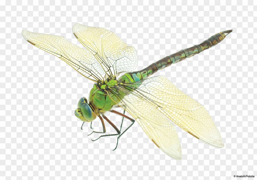 Dragonfly Insect Costume Bird PNG