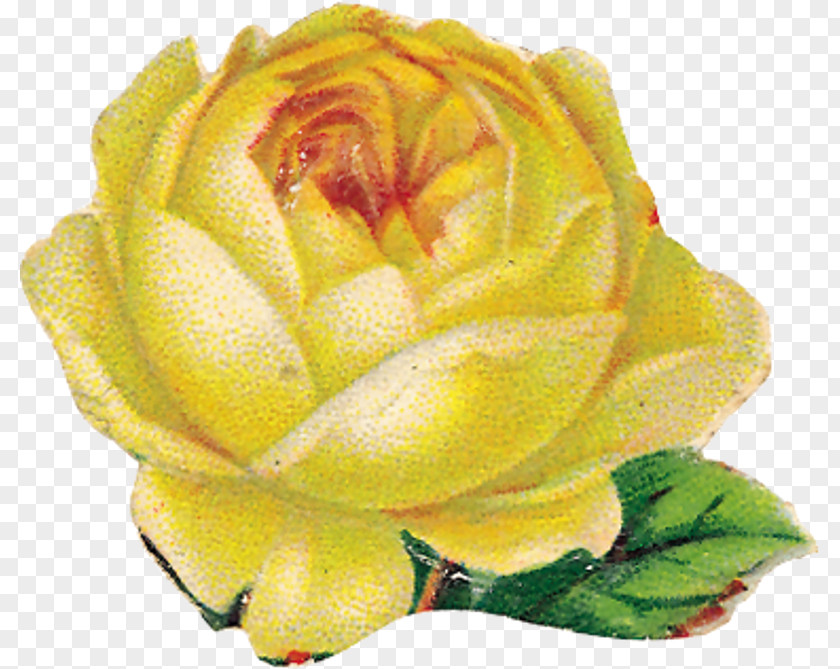 Garden Roses Cabbage Rose Floribunda Cut Flowers Flower Bouquet PNG