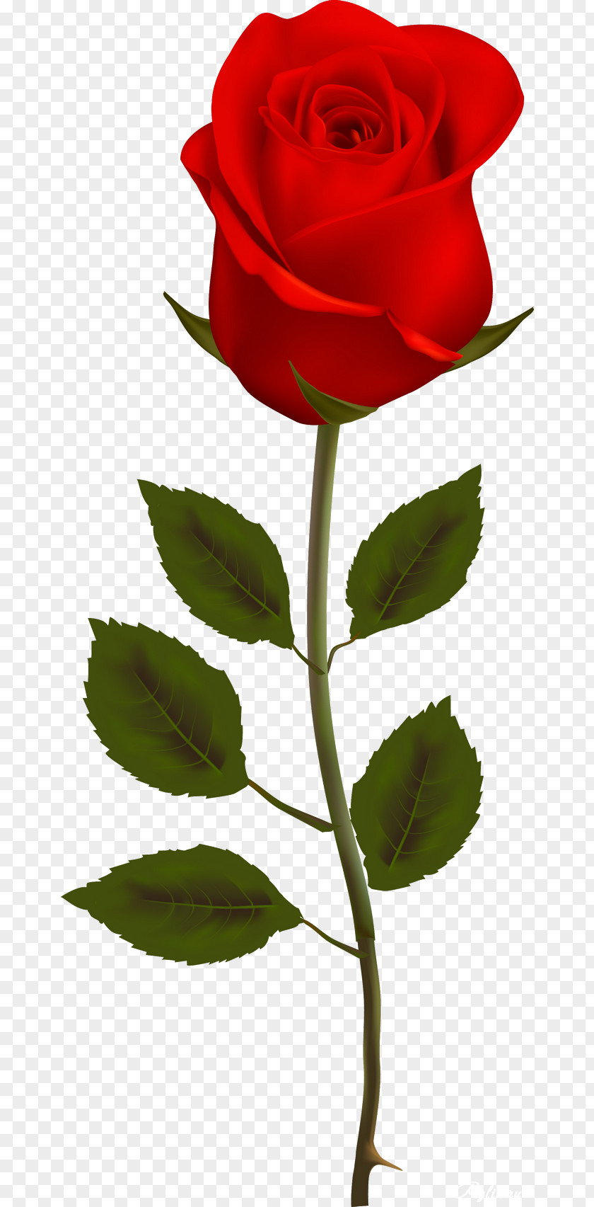 Garden Roses Rosa Chinensis Clip Art PNG