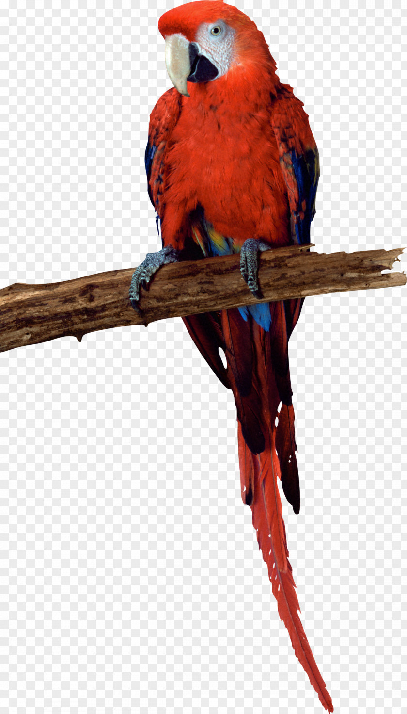 Parrot Budgerigar Parakeet Bird Macaw PNG
