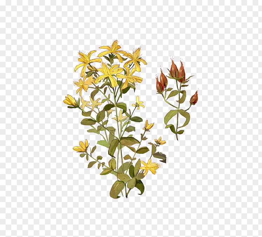 Plant Cut Flowers Stem Flowerpot Shrub PNG