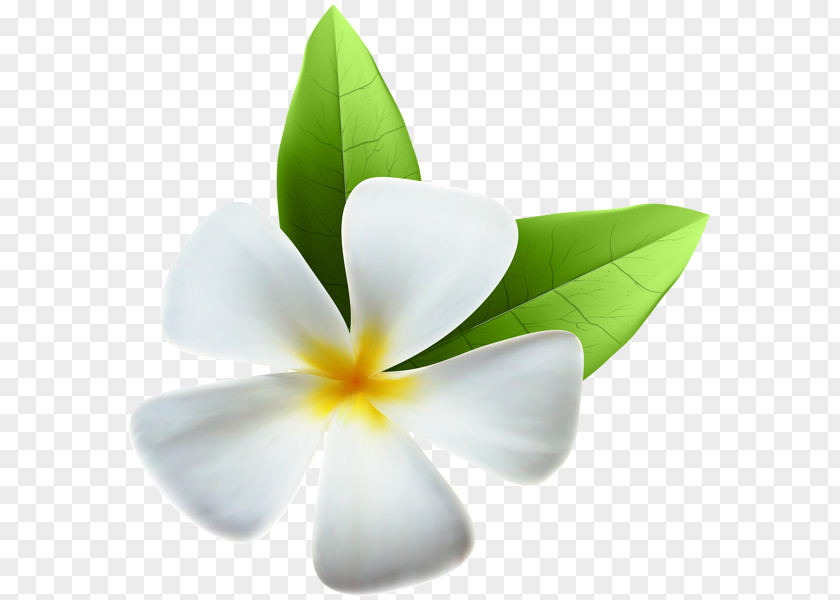 White Flower PNG