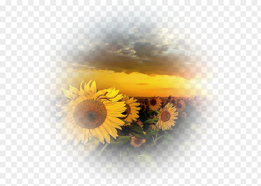 Coucher De Soleil Sur La Mer Desktop Wallpaper 4K Resolution Display Sunflower Mobile Phones PNG