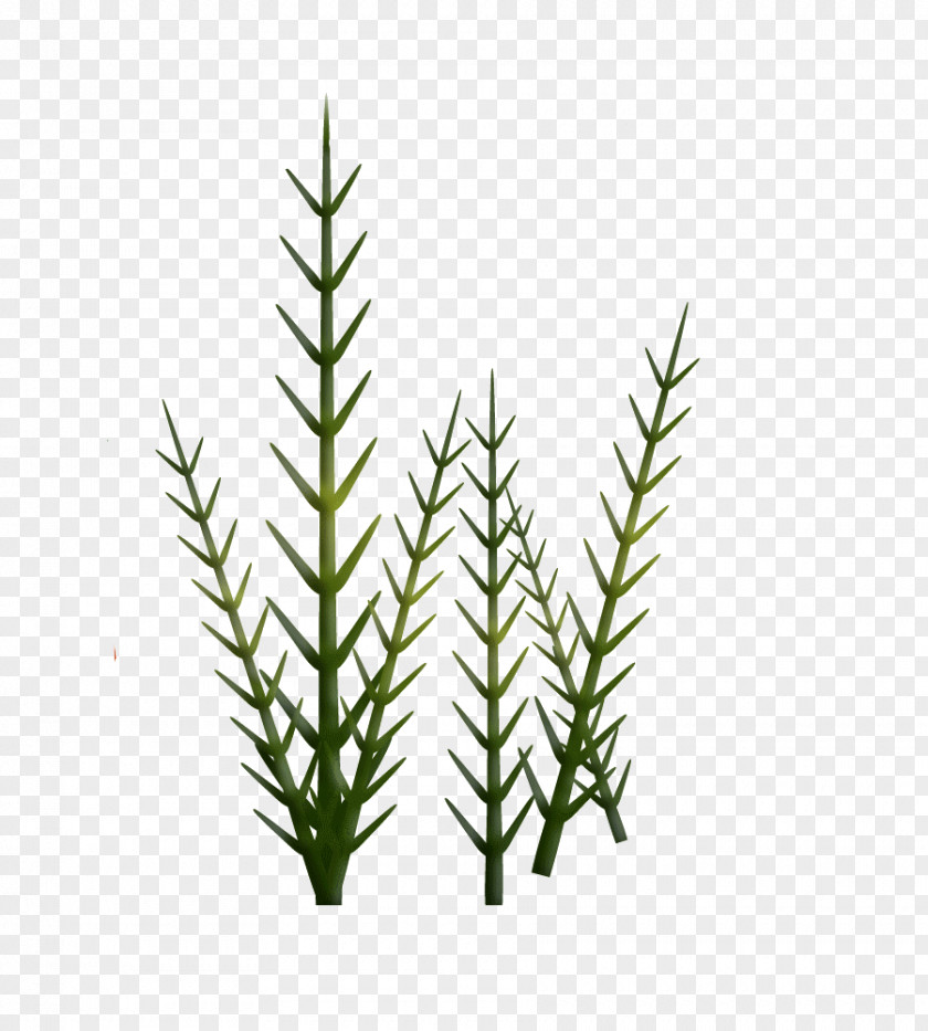 Herbe Fir Spruce Equisetum Grasses Herb PNG
