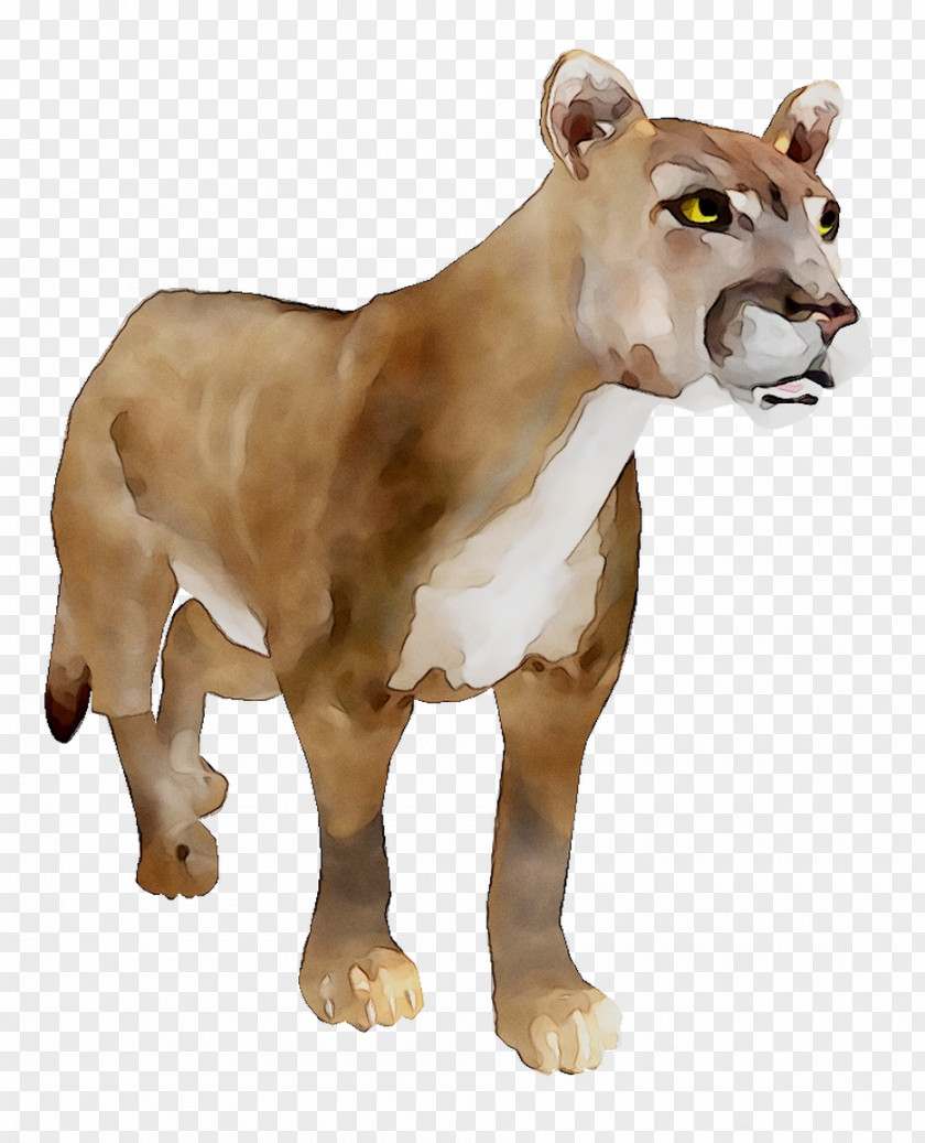 Horse Lion Stable Cat Animal PNG