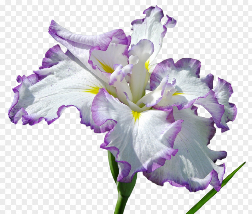Iris Flower PhotoScape Clip Art PNG