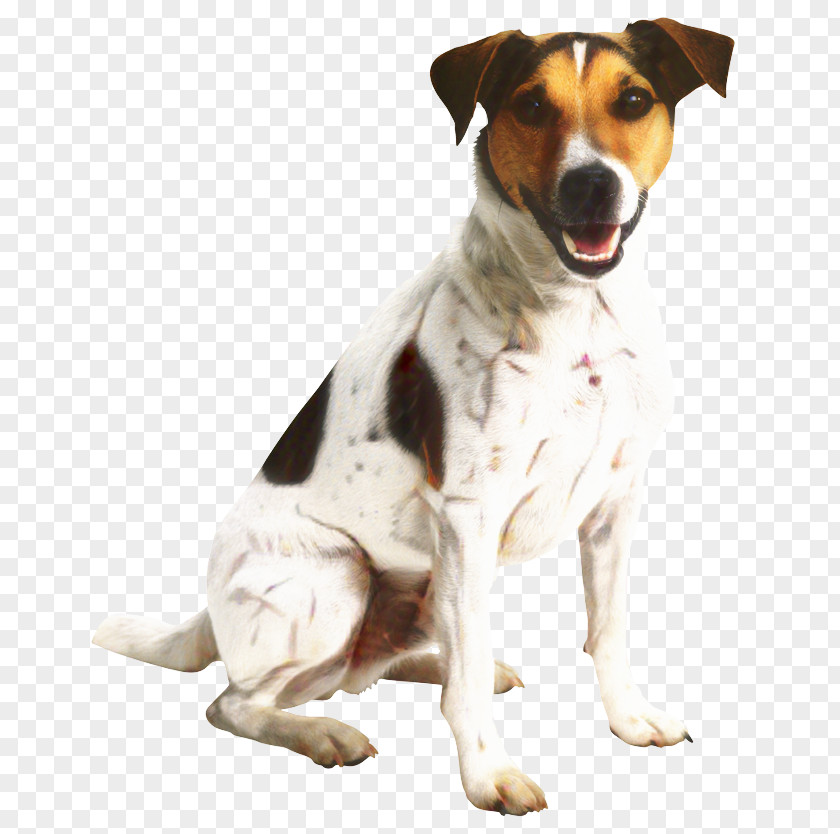 Jack Russell Terrier Rare Breed Dog And Cat PNG