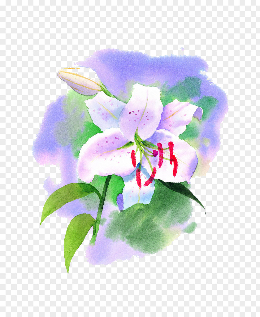 Lily Lilium Flower Water Watercolor Painting PNG