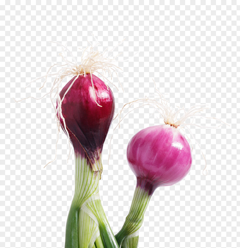 Onion Chef Taste Cuisine Papila PNG