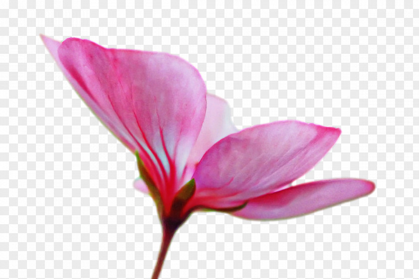Plant Stem Petal Herbaceous Close-up Flower PNG