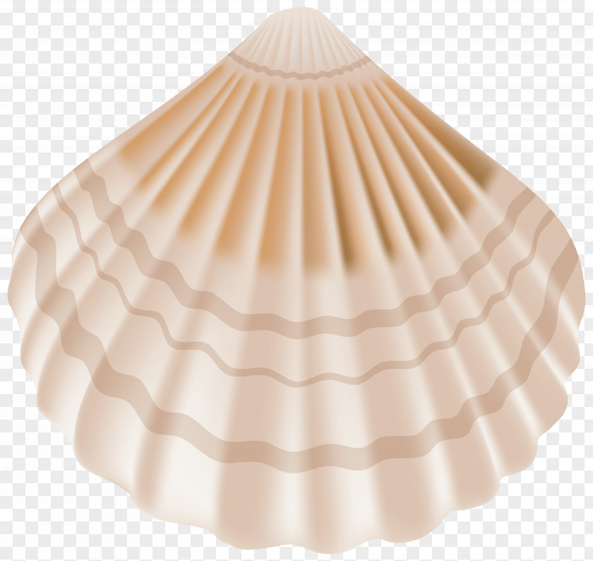 Seashell Clip Art Image Illustration PNG