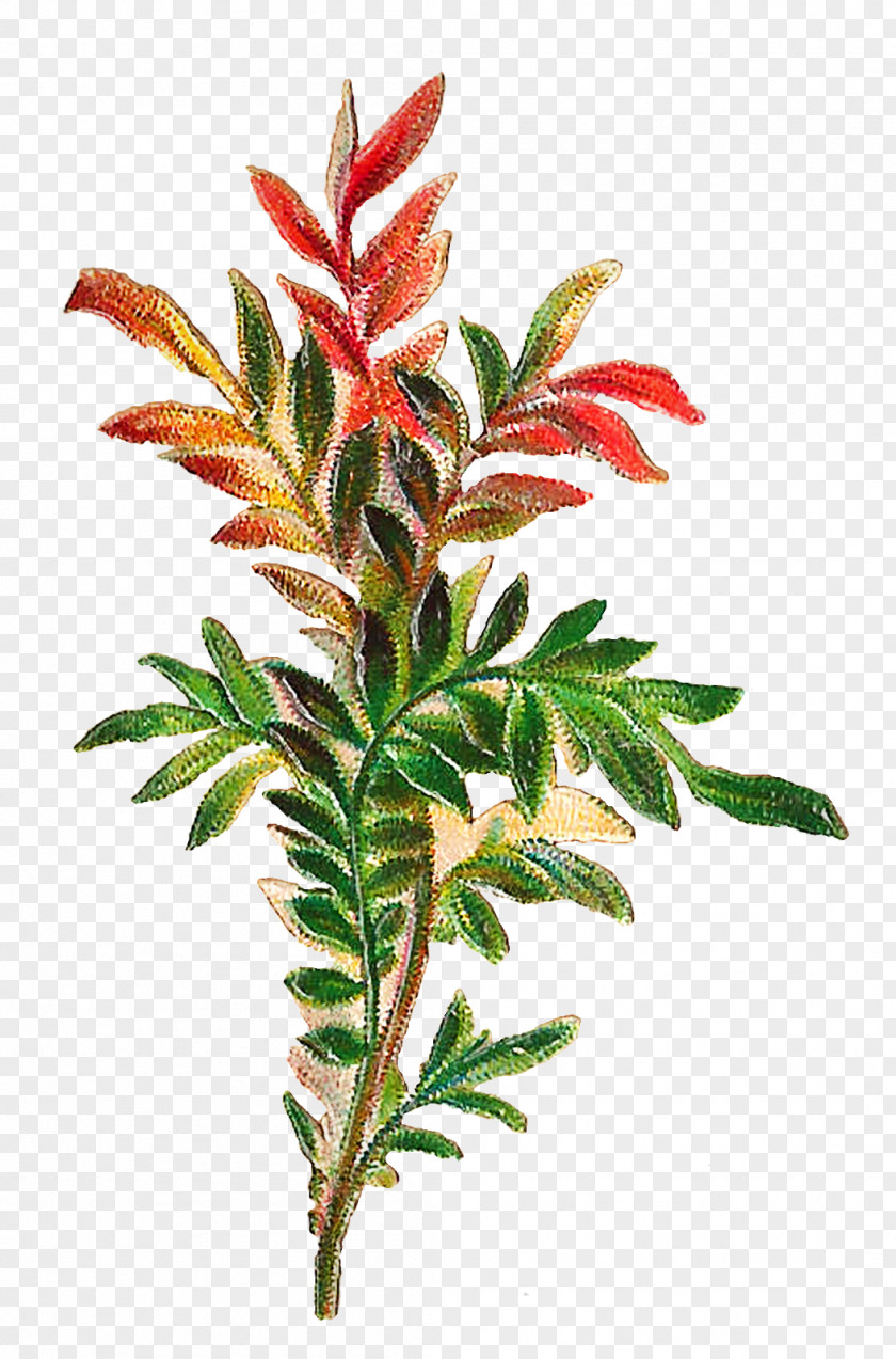 Shrub Plant Stem Flowering Flower Leaf Tree PNG