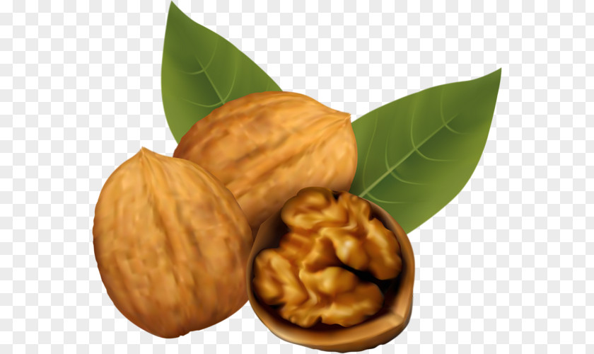 Walnut Clip Art PNG