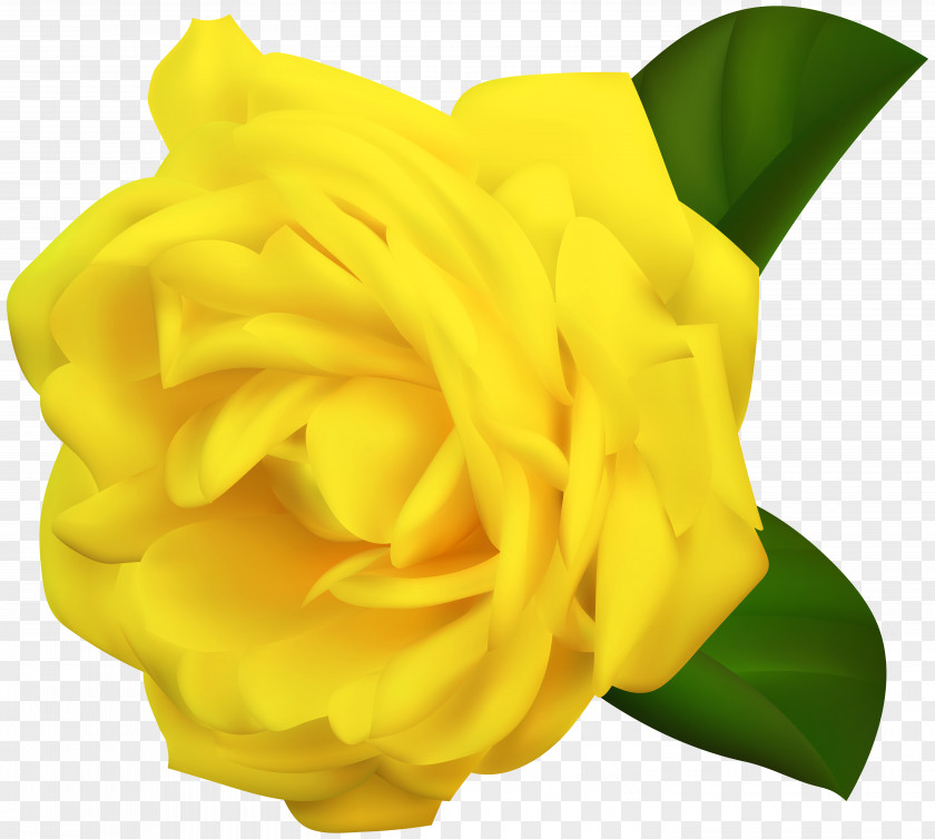 Yellow Rose Transparent Clipart Image Garden Roses Clip Art PNG