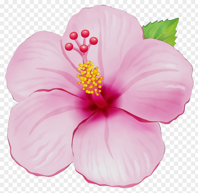 Mallow Family Flowering Plant Petal Pink Hibiscus Hawaiian Flower PNG