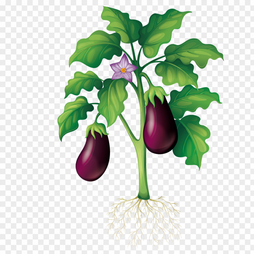 Vector Planting Eggplant Plant Garden Clip Art PNG