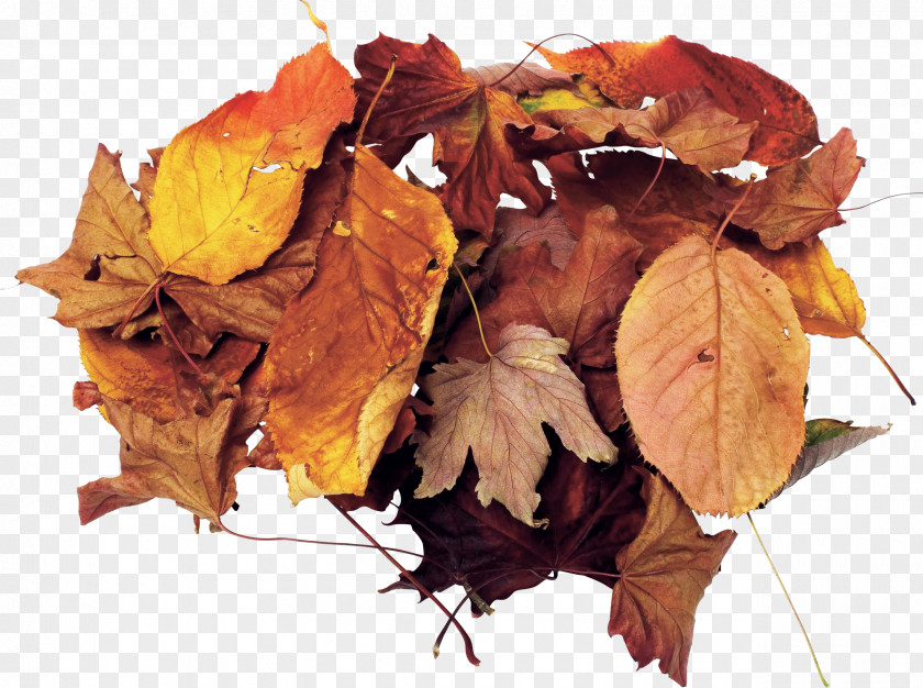 Autumn Leaves Heap Leaf PNG