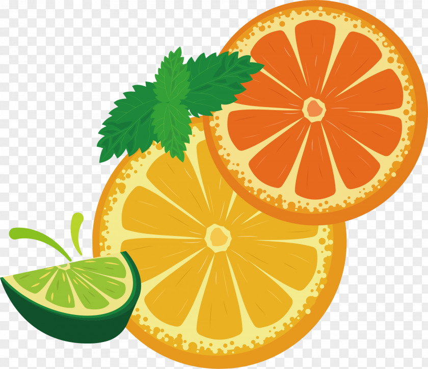 Fruit Lemon Vector Yuvarlakia Adobe Illustrator PNG