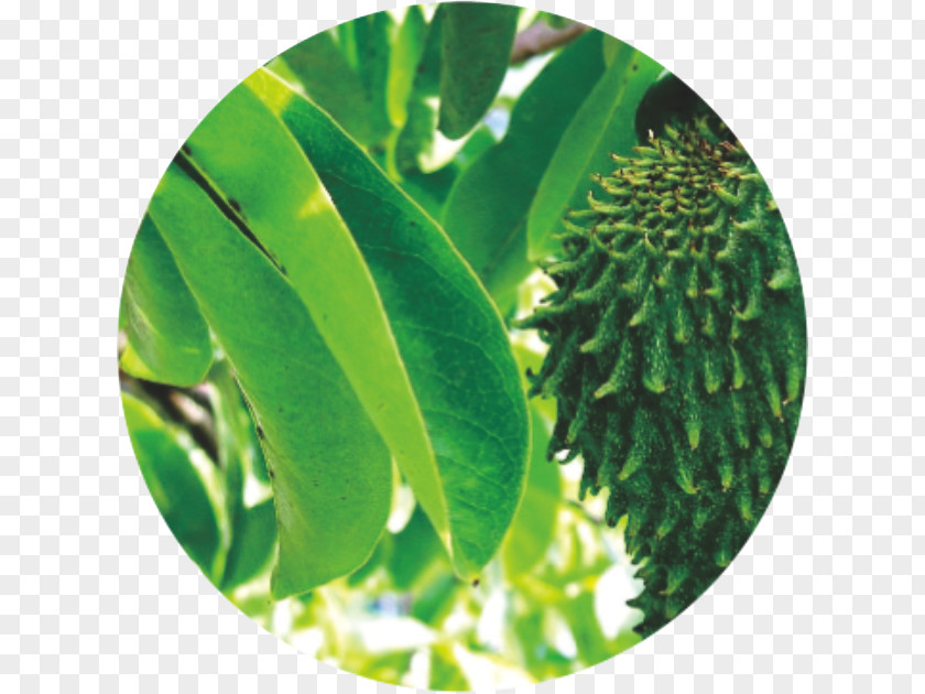 Health Soursop Fruit Tree Sapodilla Cancer PNG