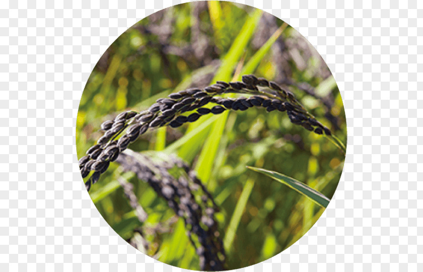 Rusks Commodity Lavender PNG