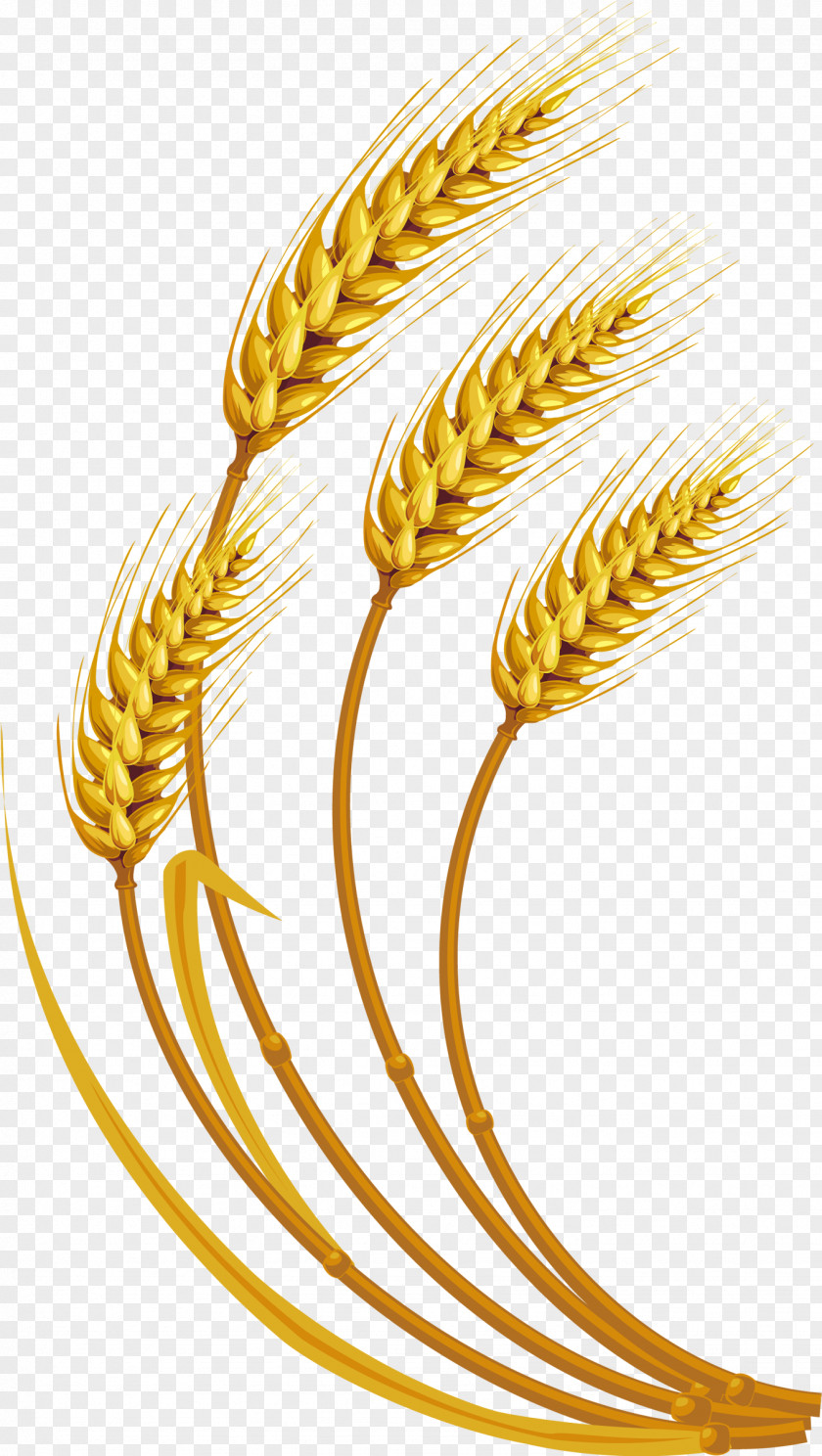 Wheat Grauds Cereal Clip Art PNG