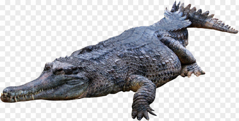 Crocodile. Nile Crocodile Clip Crocodiles Art PNG