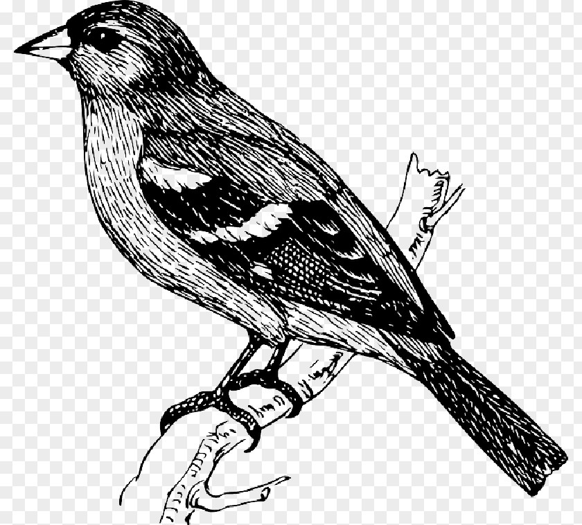 Feather Bird Finches Drawing Vector Graphics Clip Art PNG