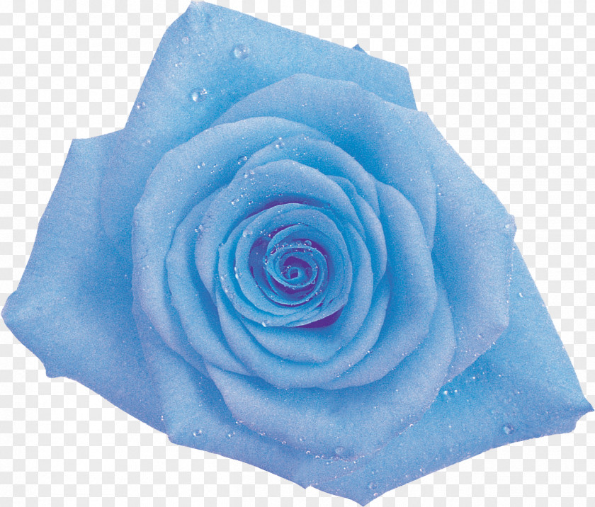 Green Rose Blue Garden Roses Cabbage Cut Flowers PNG