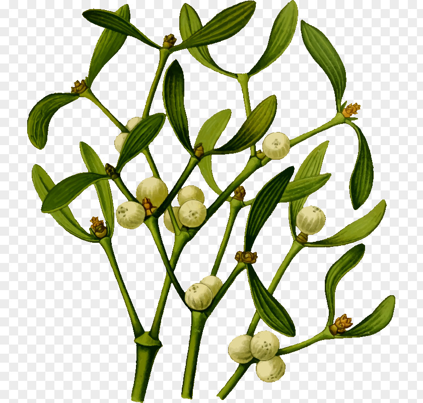Herbal Mistletoe Plant Clip Art PNG