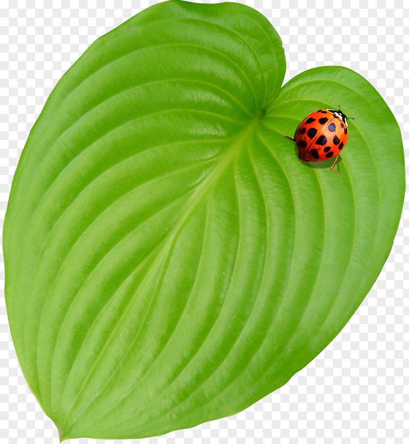 Leaf Ladybug Material Ladybird PNG
