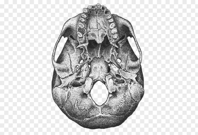Skull Human Anatomy Ventraal Bone PNG