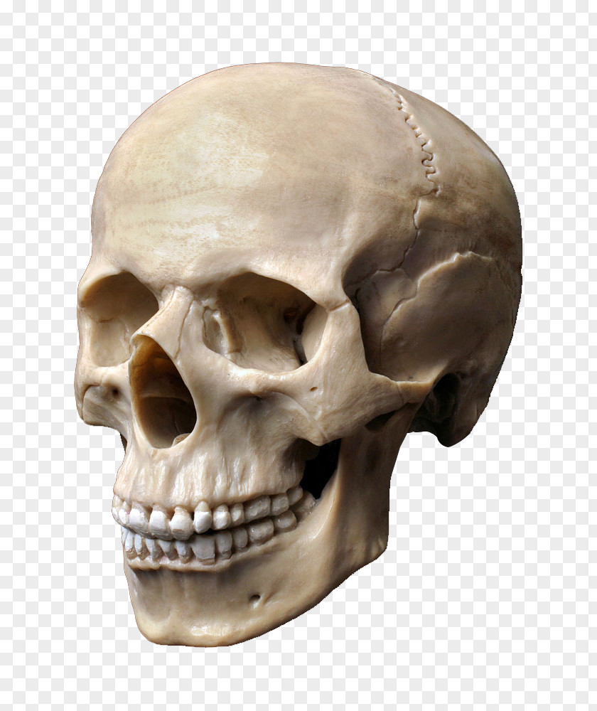 Skull Human Stock Photography Skeleton Head PNG