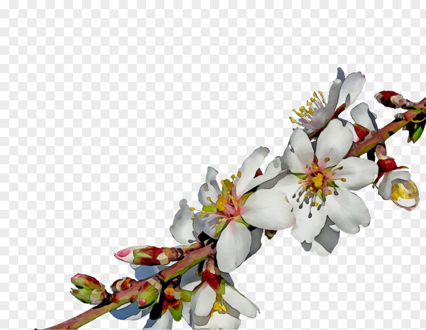 Cherry Blossom PNG