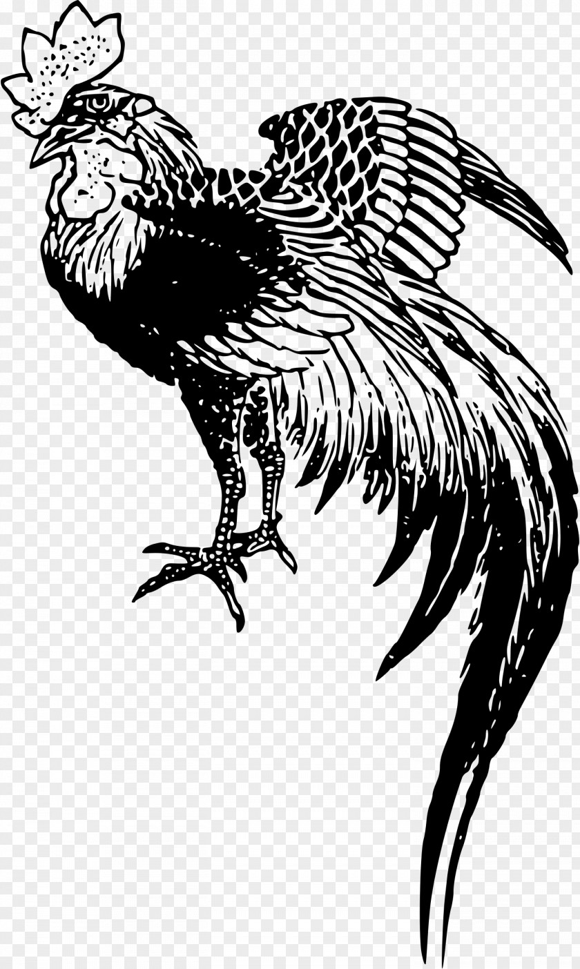 Chick Chicken Rooster Drawing PNG