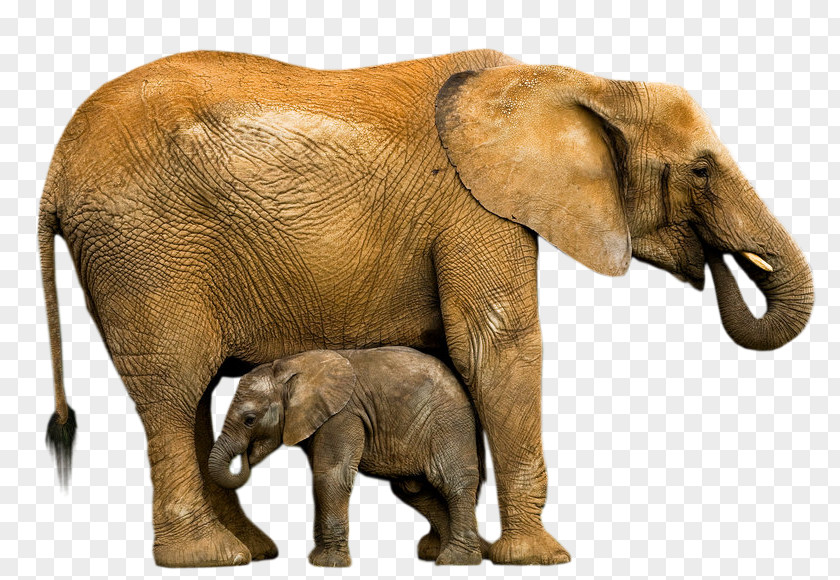 Child Pic Indian Elephant African Animal Elephantidae Wildlife PNG